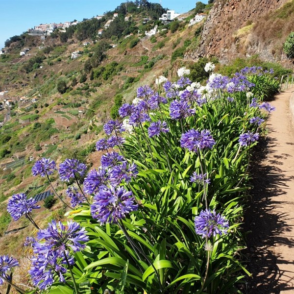 Wechselnde Levada Wanderung inkl. Besuch eines Inselhighlights