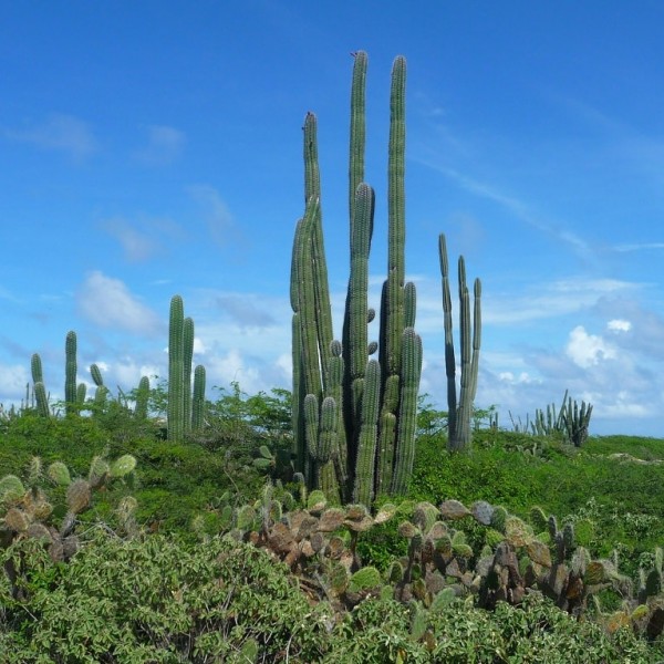 Die Inselhighlights bequem im Bus entdecken