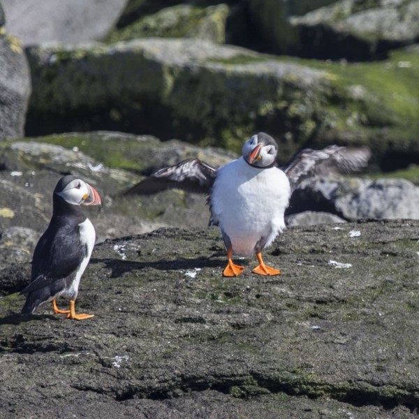 Papageientaucher hautnah erleben