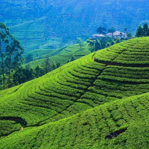 Auf den Spuren des Ceylon-Tees