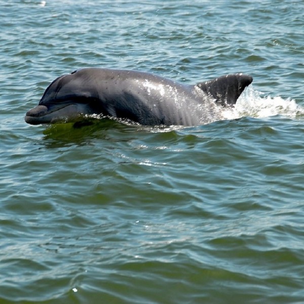 Delfin und Schnorchel Tour