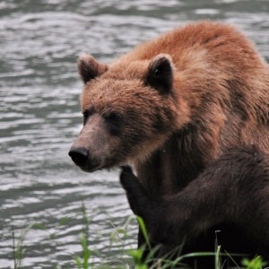 Wildtier-Safari durch die Natur Alaskas zum Chilkoot River