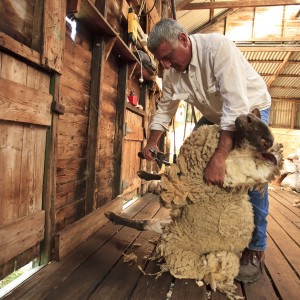 Die historische Warrook Farm: Australisches Farmleben und heimische Tierwelt hautnah