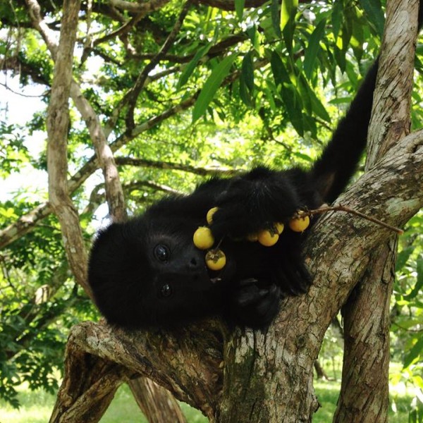 Tierisches Belize: Zu Besuch bei den Brüllaffen