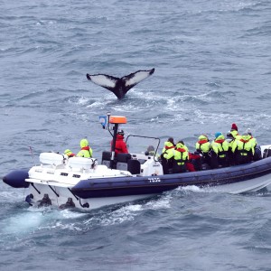 Abenteuerliche Walbeobachtung mit dem RIB-Schnellboot