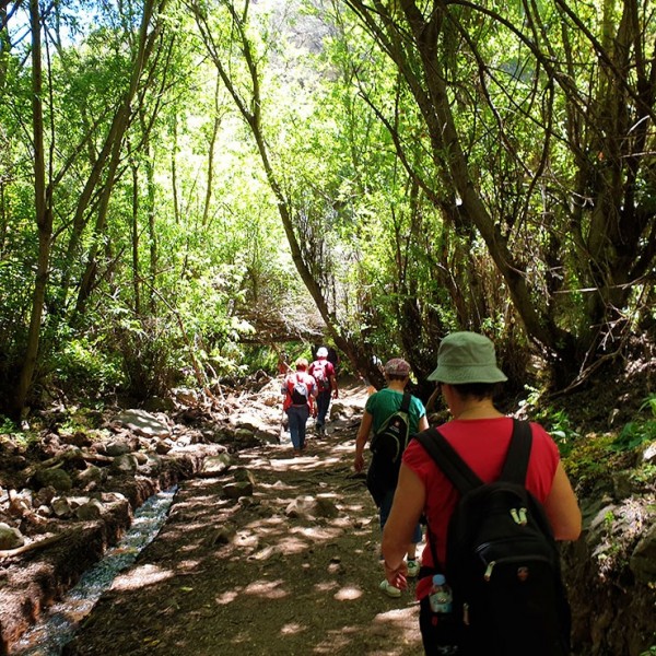 Die grüne Seite Gran Canarias: Wanderung durch die Falkenschlucht