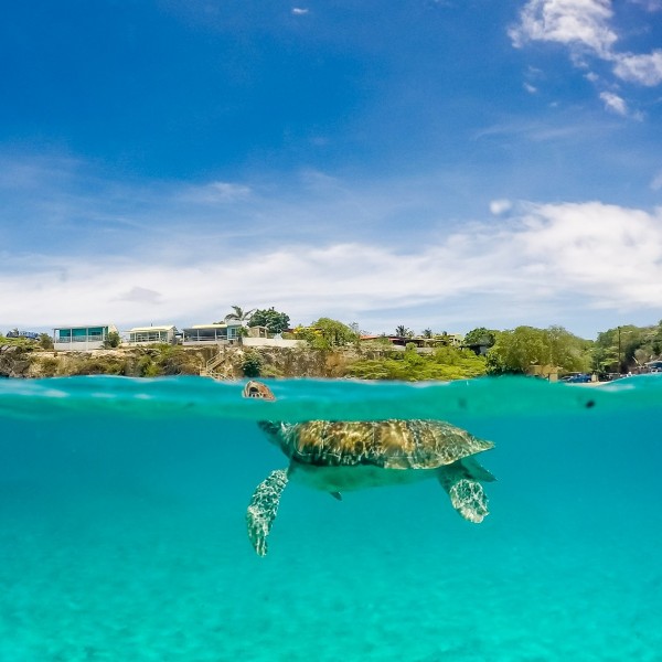 Schwimmen mit Meeresschildkröten & Besuch der Hato-Tropfsteinhöhle