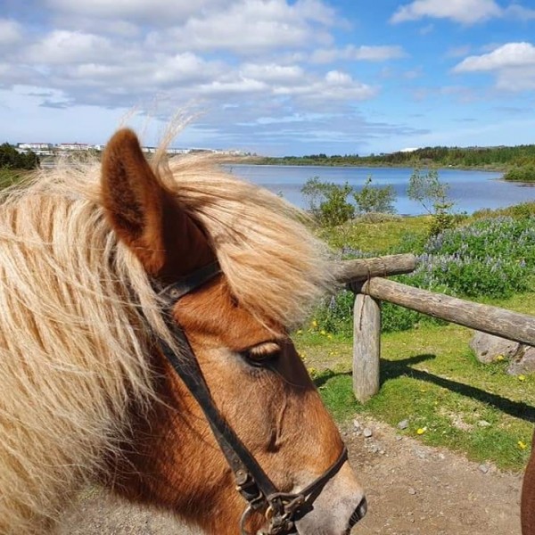 Reiterlebnis auf Islandpferden