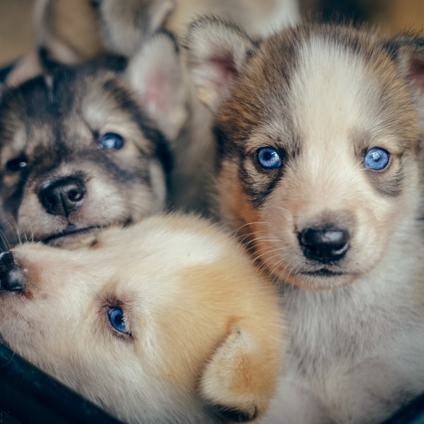 Huskywelpen-Training und norwegische Küche