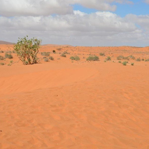 Jeep-Abenteuer: Dünen, Strände & Souss Massa Nationalpark