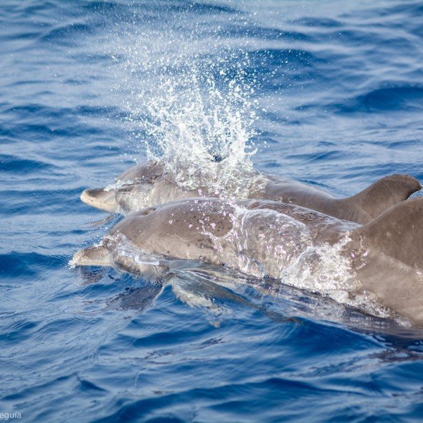 Umweltfreundliche Wal- und Delfinbeobachtung vor Lanzarotes Vulkanküste