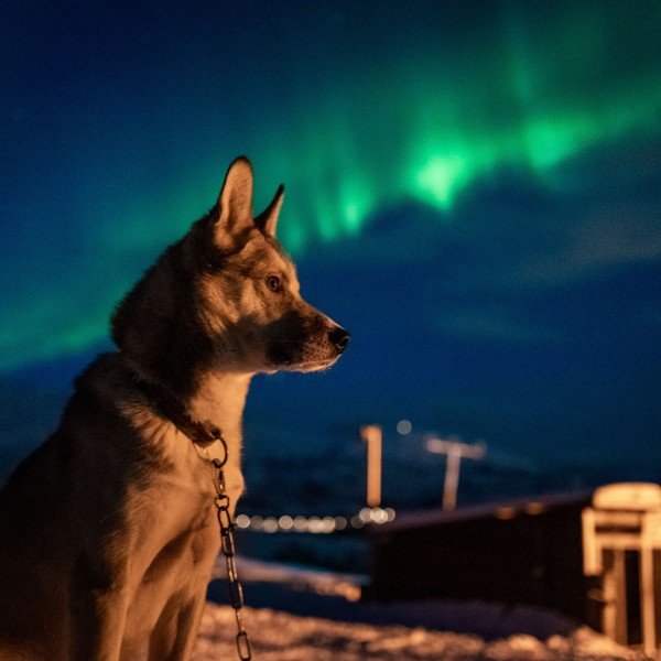 Nordlichter-Beobachtung im Husky-Camp
