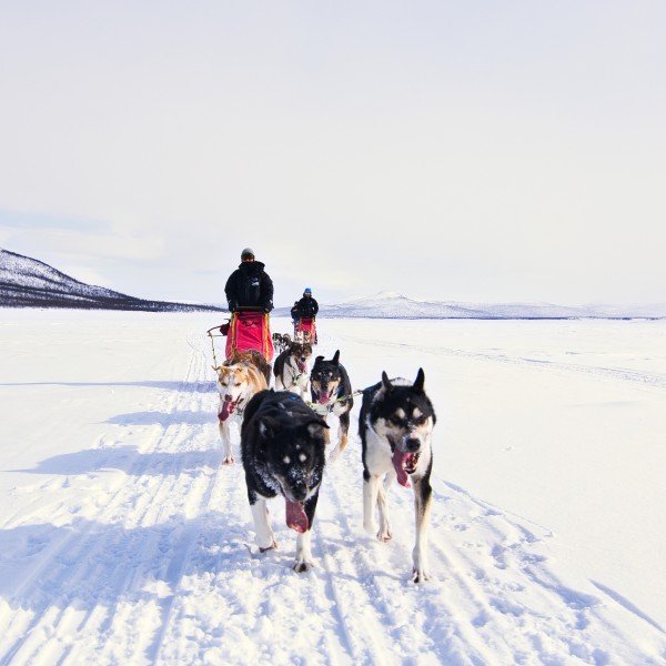 Selbstfahrer-Huskyschlitten-Abenteuer