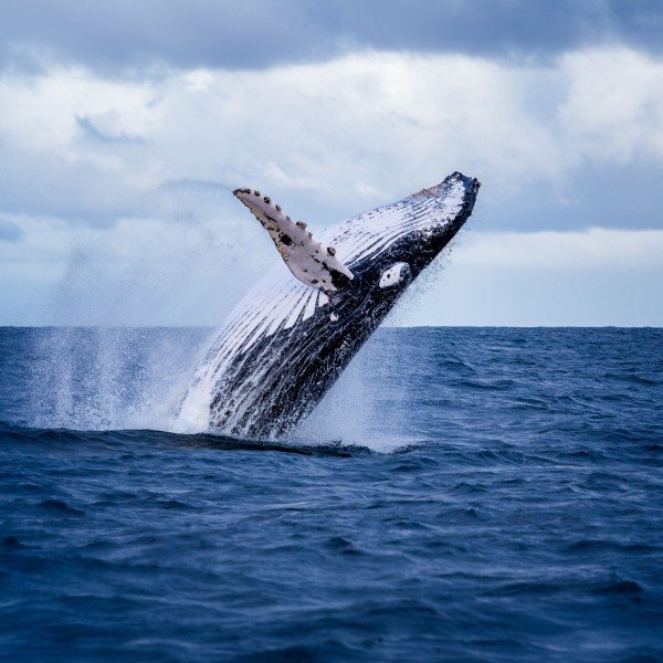 Unvergessliche Walbeobachtung vor Akureyri
