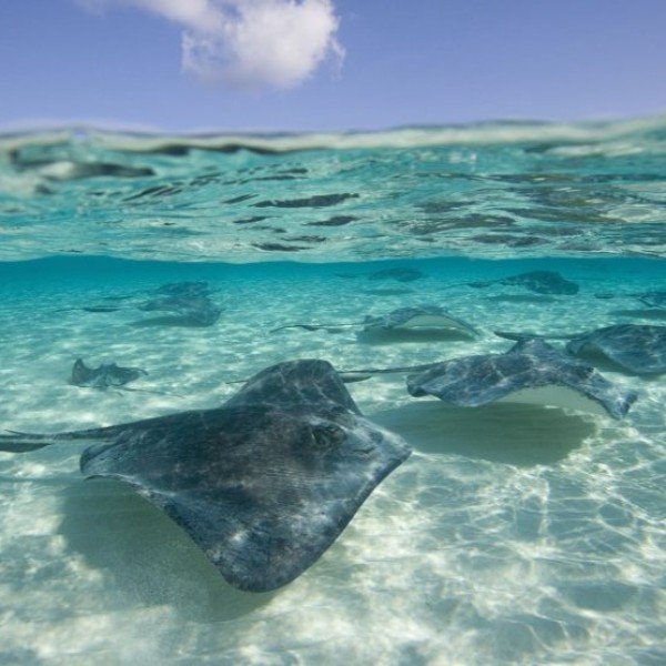 Bootsfahrt zu den Unterwasser-Highlights: Schnorcheln, Rochen und Seesterne