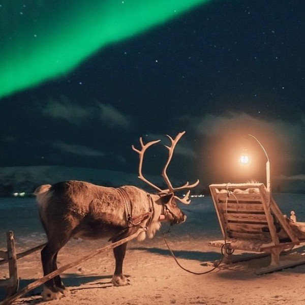 Ein Abend im Rentiercamp: Schlittenfahrt, Nordlichter und Sami-Abendessen