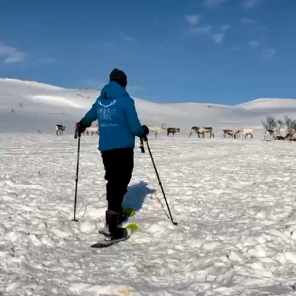 Schneeschuhwanderung mit Rentieren
