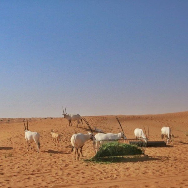Morgendliche Wüstensafari mit Tierbeobachtung