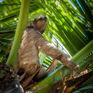 Landausflug: Schöne Aussichten & exotische Tiere