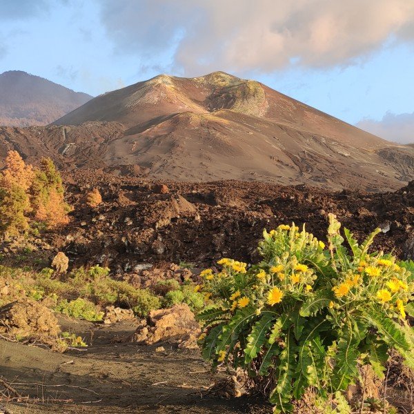 Ganztägige Inselrundfahrt: Höhepunkte von La Palma