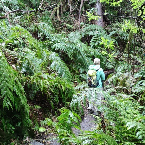 Märchenhafte Wanderung: Lorbeerwald und Naturpools
