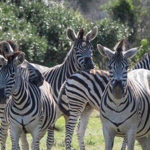 Landausflug: Safari-Abenteuer im Aquila Wildreservat mit Mittagessen
