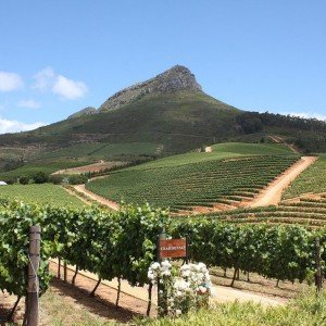 Landausflug: Weinregion Stellenbosch: Besuch zweier Weingüter mit Weinprobe