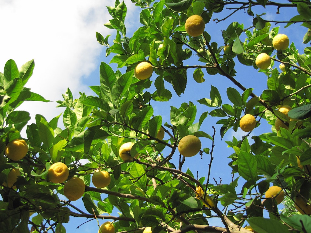 Korfu-Landausflüge: Das mediterrane Klima Korfus ist ideal für die Vegetation von Zitrusfrüchten.