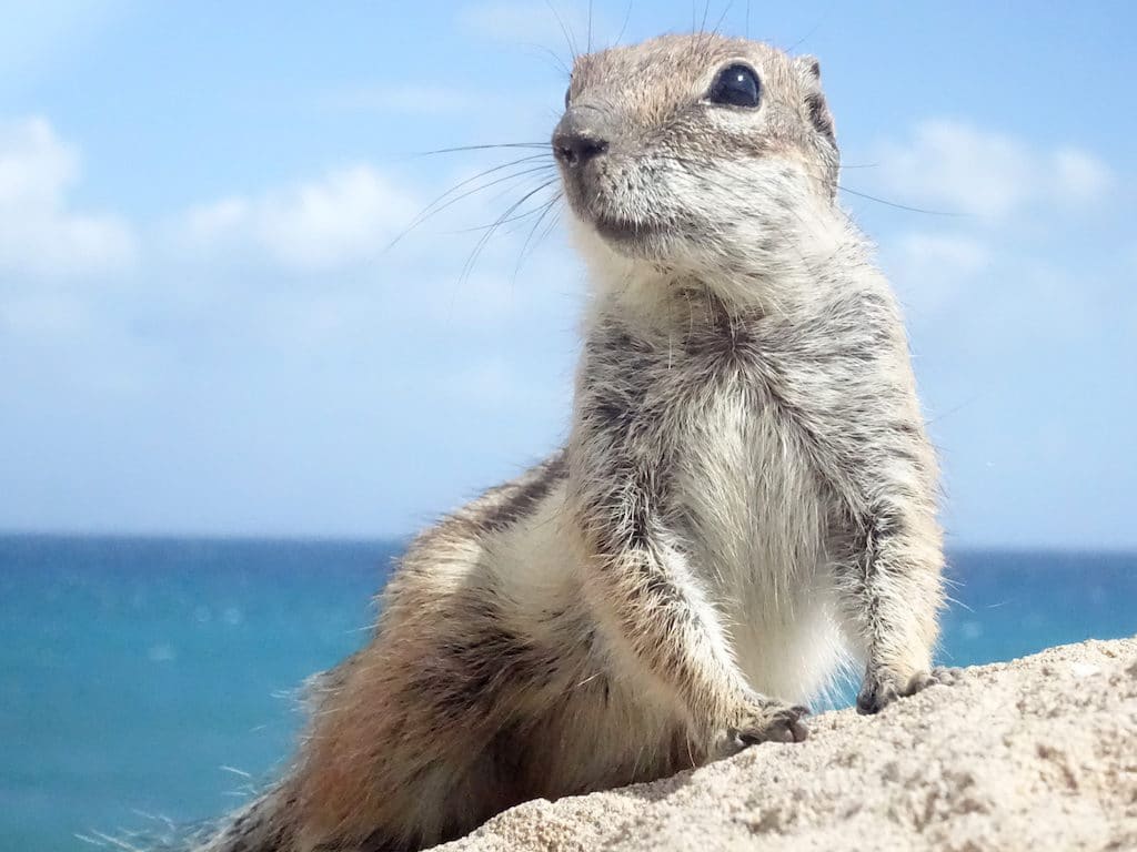 Landausflüge auf Fuerteventura: Im Landesinneren kann man zum Teil recht zutrauliche Atlashörnchen finden