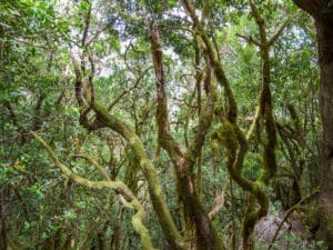 Landausflüge auf La Gomera: Nationalpark Garajonay