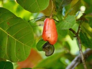 Geburtsort der Cashew-Nüsse