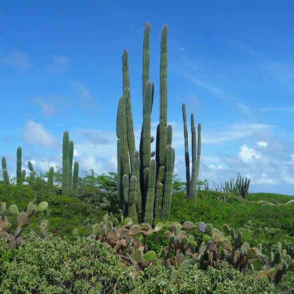 Kakteen in der Landschaft von Aruba