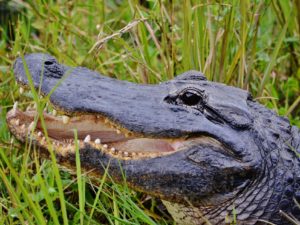 Ein Alligator im Everglades Nationalpark