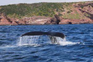 Walflosse ragt aus dem Meer