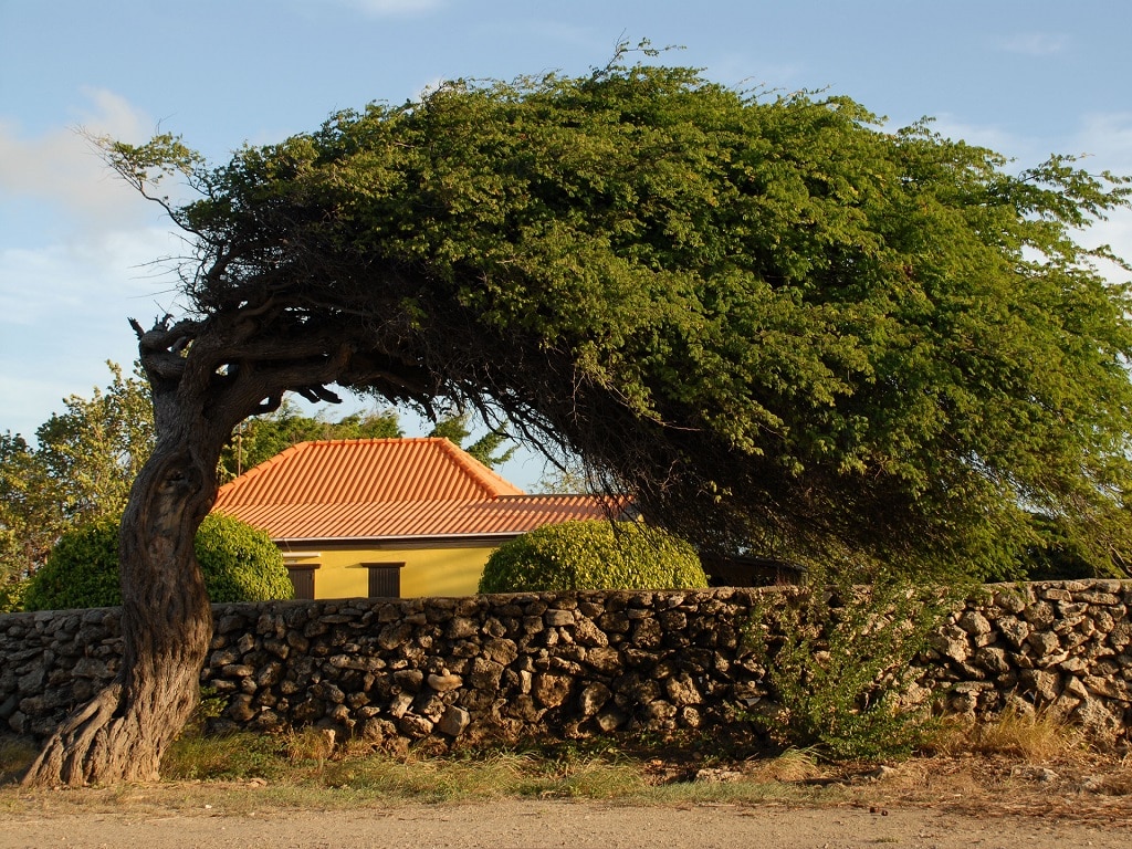 Ein beliebtes Fotomotiv auf Aruba sind auch die Divi-Divi-Bäume