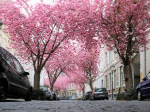 Besonders schön ist die Blütenpracht der Kirschbäume in der Altstadt