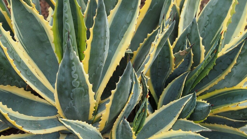 Aloe Vera Pflanze auf Fuerteventura