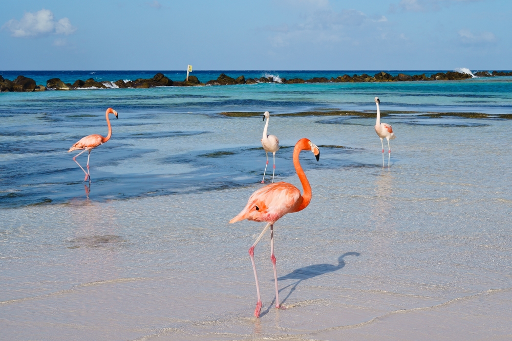 Flamingos in Aruba
