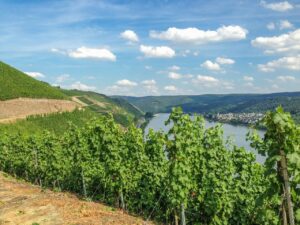 Ausblick auf die Weinreben der Bopparder Hamm und den Rhein