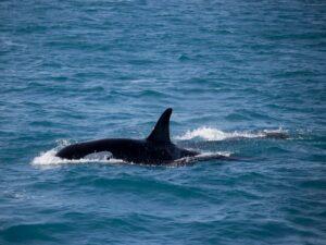 Landausflugsgäste können Orcas im Meer besichtigen