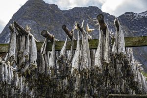 Der traditionelle Stockfisch wird in Kristiansund auf den Klippen getrocknet und heißt daher "Klippfisch".