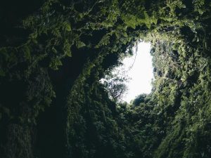 Der Schlot der Vulkanhöhle überzeugt mit seinem üppigen Grün