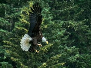 Fliegender Weißkopfseeadler im Naturschutzgebiet