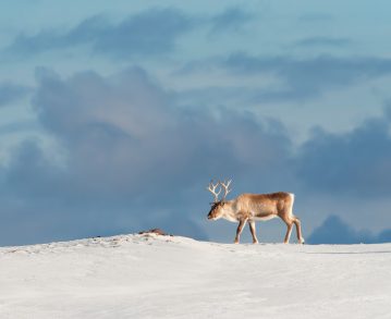 Landausflug in Kirkenes