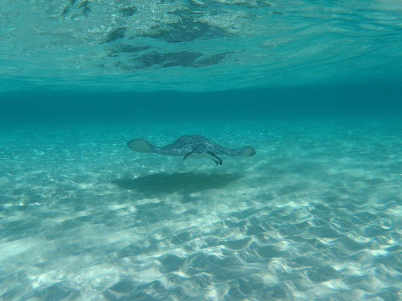 Stachelrochen gleitet durch das klare Wasser von Stingray City