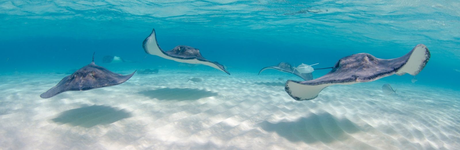 Landausflug in George Town (Grand Cayman)