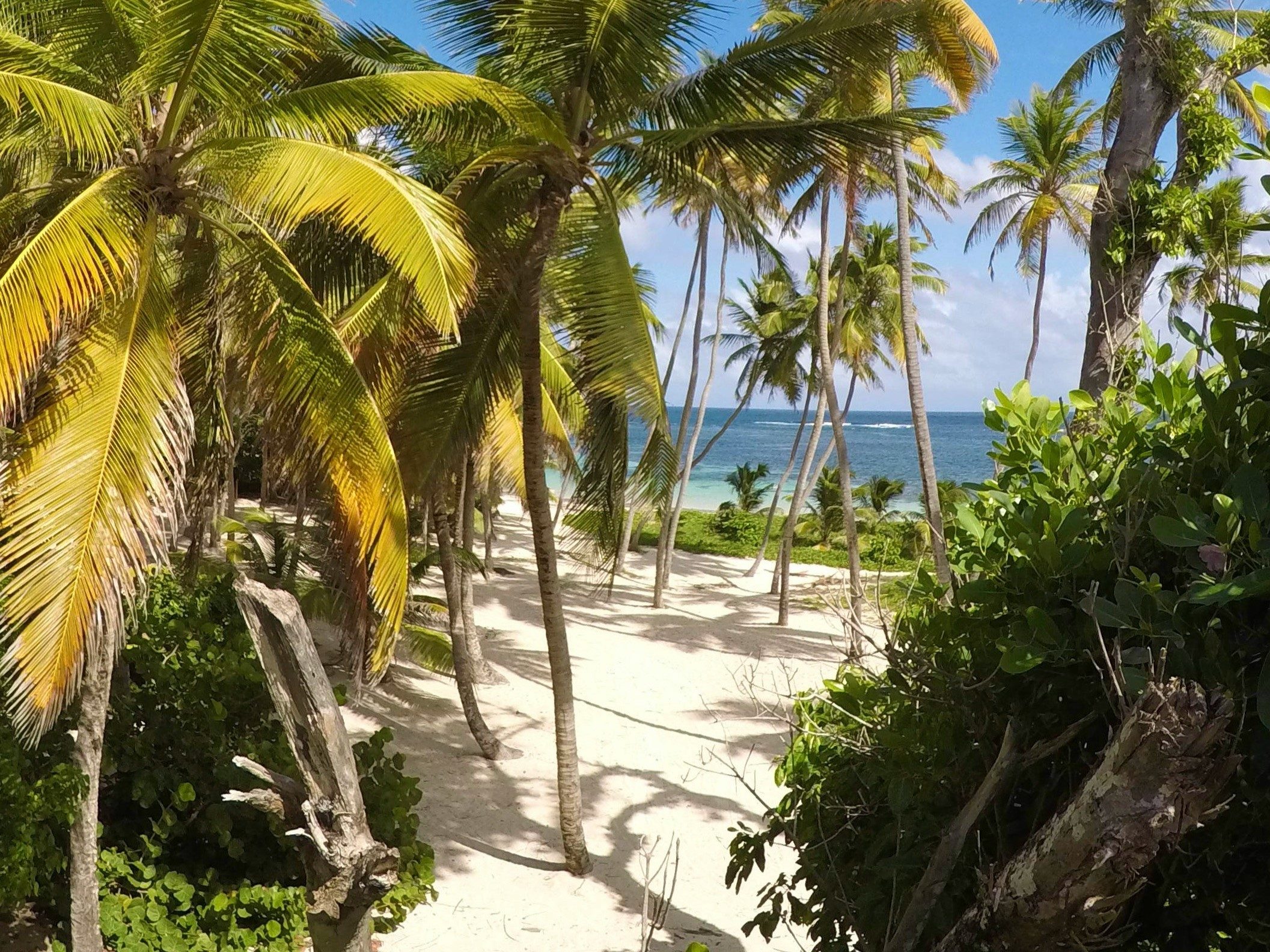 Grüne Palmen am weißen Sandstrand von Saint-Anne