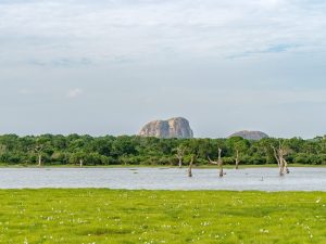 Blick auf die Landschaft des Yala Nationalparks