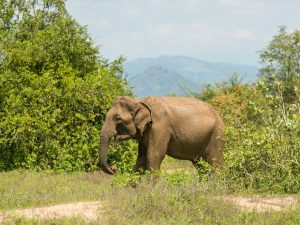 Ein Elefant inmitten des Udawalawe Nationalparks