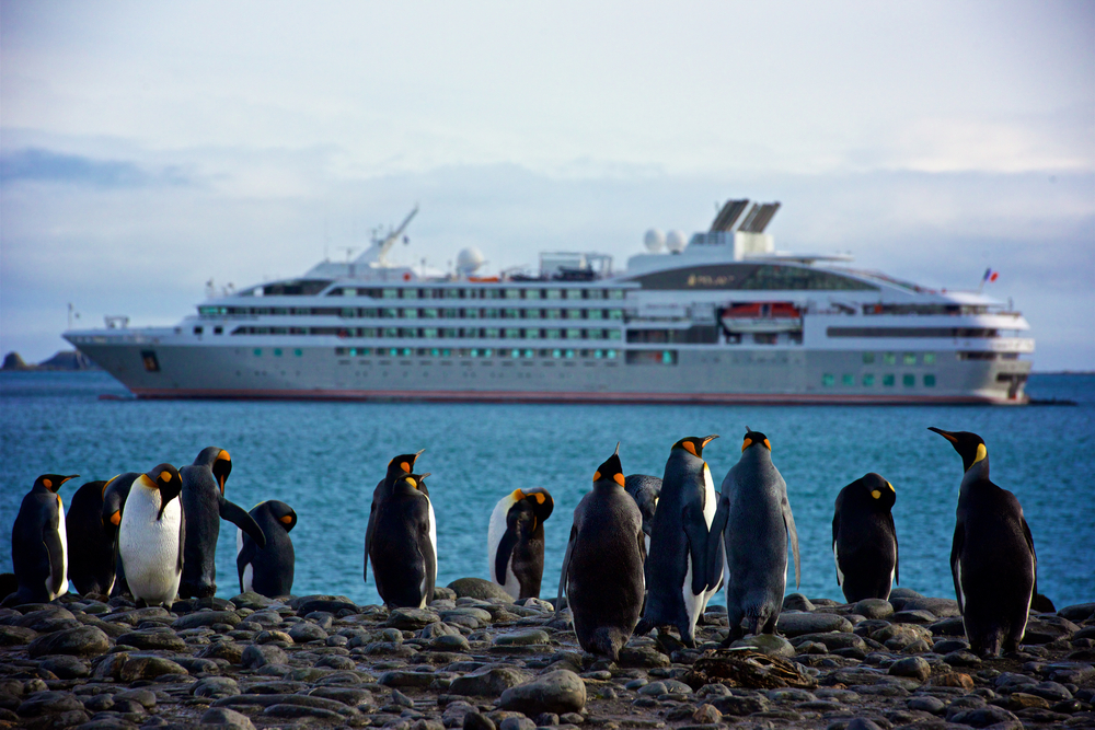 Eine Gruppe von Pinguinen steht an der Küste und im Hintergrund ist ein Kreuzfahrtschiff zu sehen